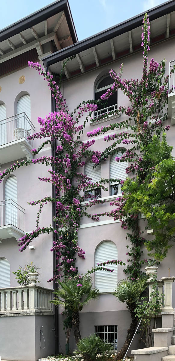 Hausfassade mit Bougainvillea